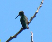Ruby Throated Humminbird
